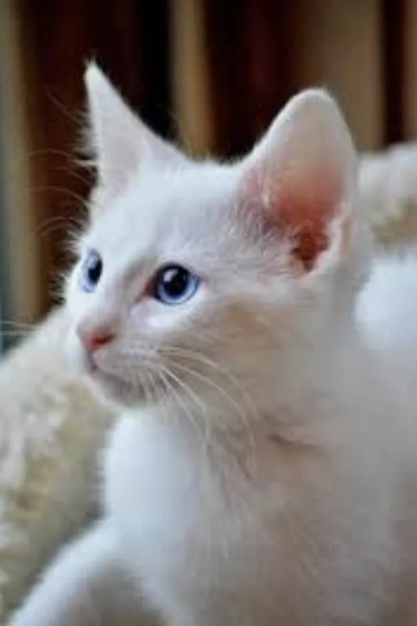 Gato ra a Mestico  idade 2 a 6 meses nome Floquinho 