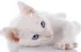 Mingau 