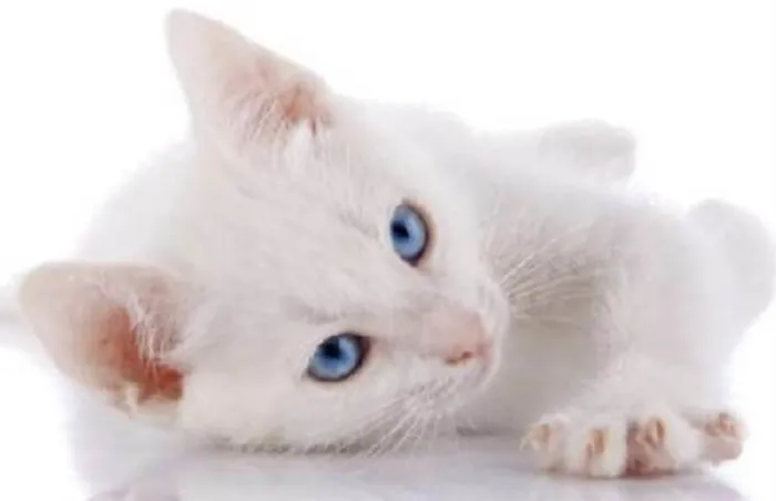 Gato ra a Mestico  idade 2 a 6 meses nome Mingau 