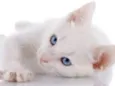 Mingau 