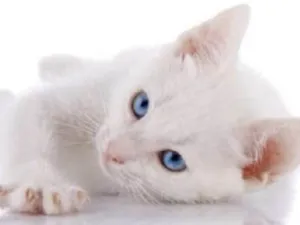 Gato raça Mestico  idade 2 a 6 meses nome Mingau 