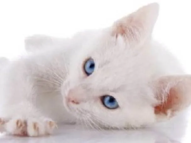 Gato ra a Mestico  idade 2 a 6 meses nome Mingau 