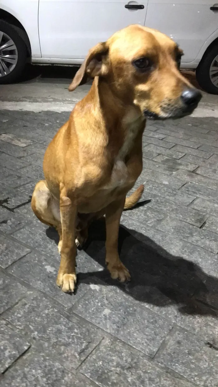 Cachorro ra a SRD-ViraLata idade 5 anos nome Bob