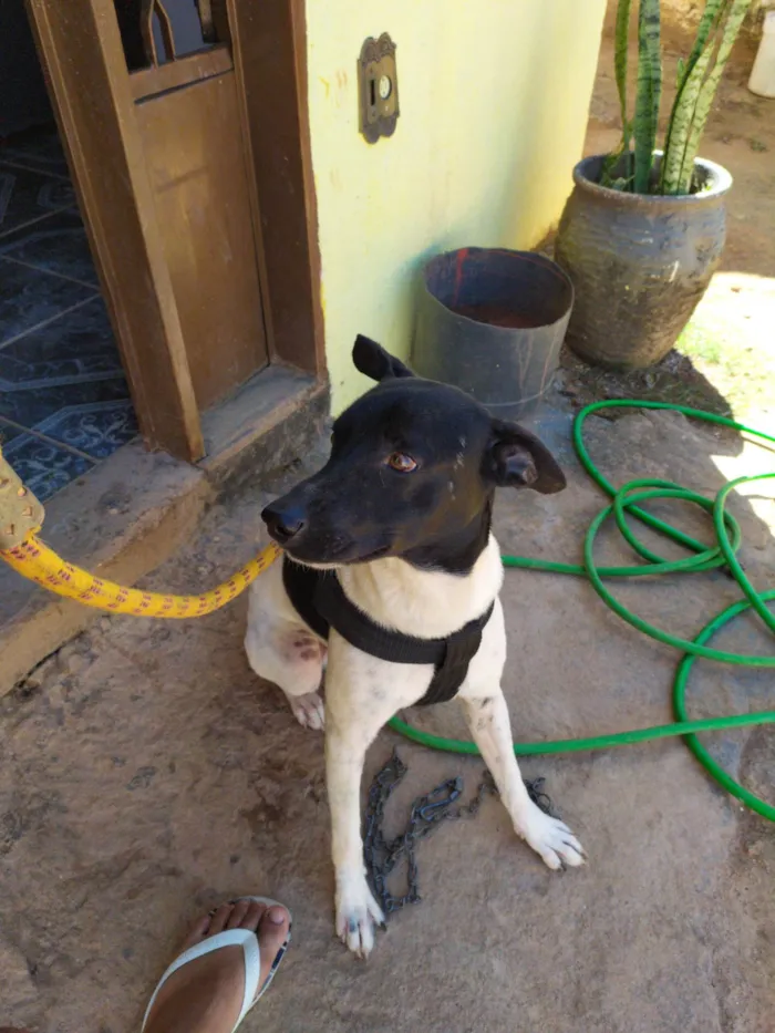 Cachorro ra a Fox Terrier idade 2 anos nome Oi, me chamo BOLT