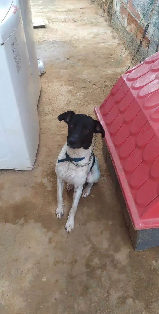 Cachorro ra a Fox Terrier idade 2 anos nome Oi, me chamo BOLT