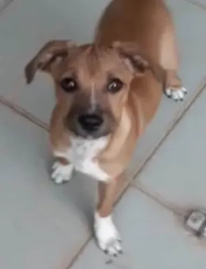 Cachorro raça Mestico  idade 2 a 6 meses nome Léo 