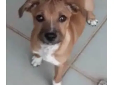 Cachorro ra a Mestico  idade 2 a 6 meses nome Léo 