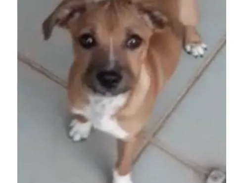 Cachorro ra a Mestico  idade 2 a 6 meses nome Léo 