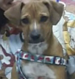 Cachorro ra a Mestico  idade 2 a 6 meses nome Léo 