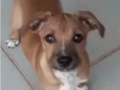 Cachorro ra a Mestico  idade 2 a 6 meses nome Léo 