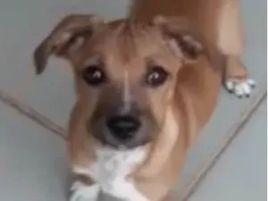 Cachorro raça Mestico  idade 2 a 6 meses nome Léo 