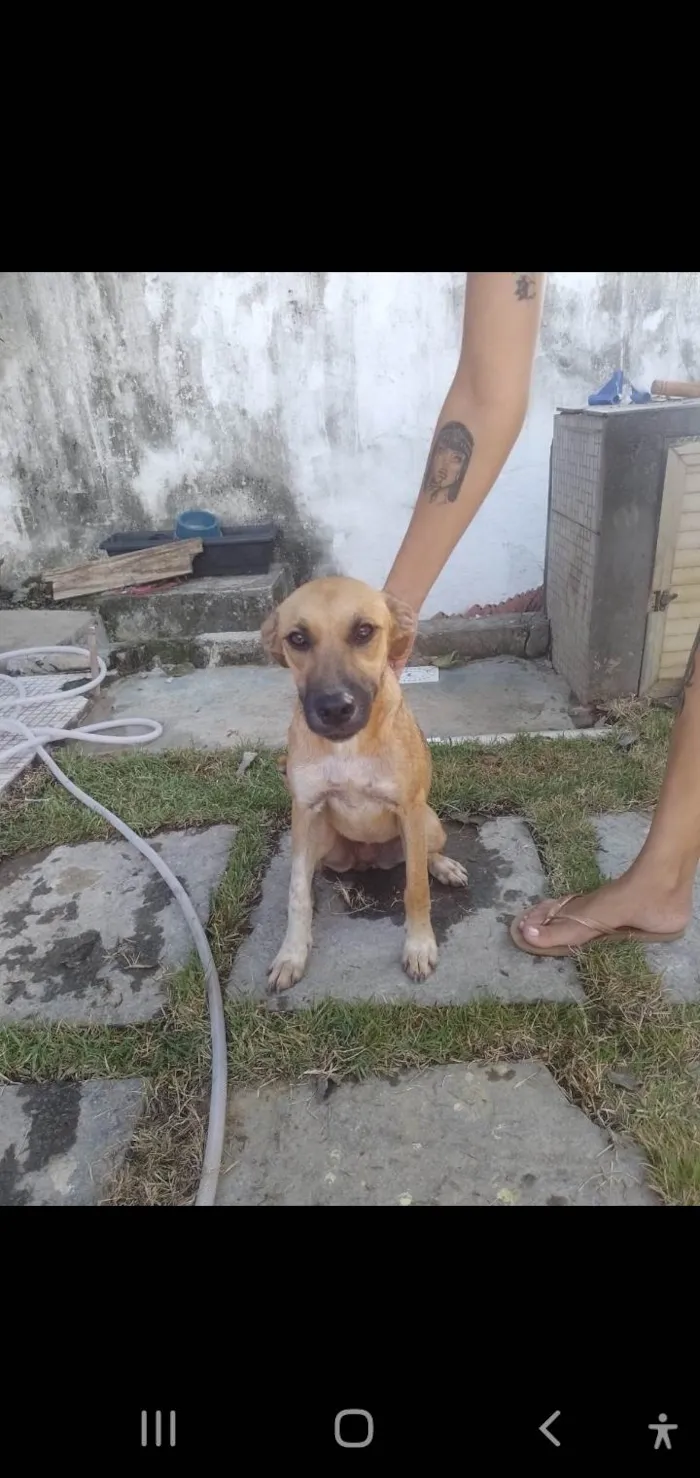 Cachorro ra a Srd idade 7 a 11 meses nome Sophia