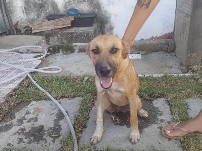 Cachorro ra a Srd idade 7 a 11 meses nome Sophia