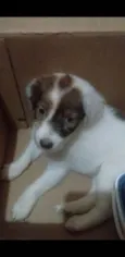 Purkoy