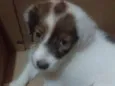 Purkoy