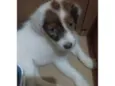 Purkoy