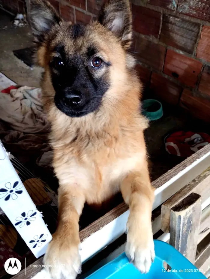 Cachorro ra a SRD com show show idade  nome Sem nome