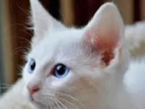 Gato raça Mestico  idade 2 a 6 meses nome Floquinho 