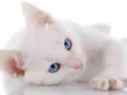 Mingau 