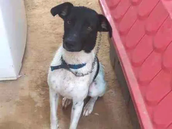 Cachorro ra a Fox Terrier idade 2 anos nome Oi, me chamo BOLT