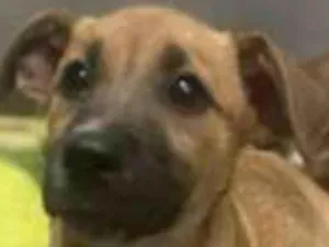 Cachorro raça Srd idade 7 a 11 meses nome Sophia