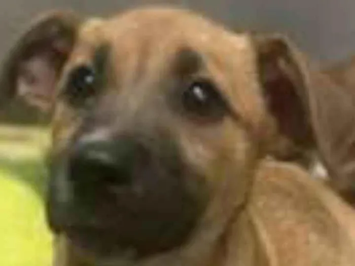 Cachorro ra a Srd idade 7 a 11 meses nome Sophia