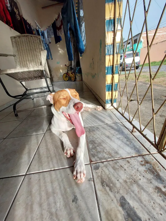 Cachorro raça Pitbull idade 7 a 11 meses nome Drax