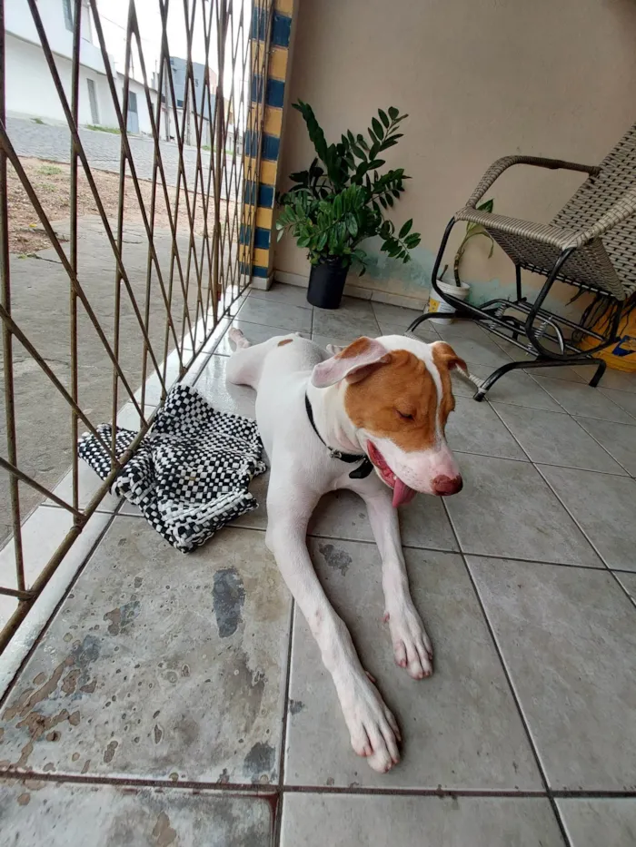 Cachorro raça Pitbull idade 7 a 11 meses nome Drax