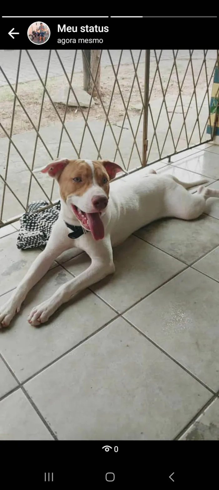 Cachorro raça Pitbull idade 7 a 11 meses nome Drax