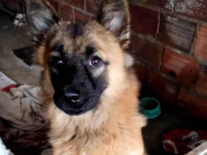 Cachorro raça SRD com show show idade  nome Sem nome