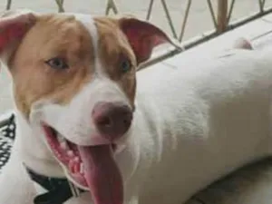 Cachorro raça Pitbull idade 7 a 11 meses nome Drax