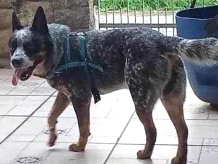 Cachorro ra a Boiadeiro Australiano idade 2 anos nome V8