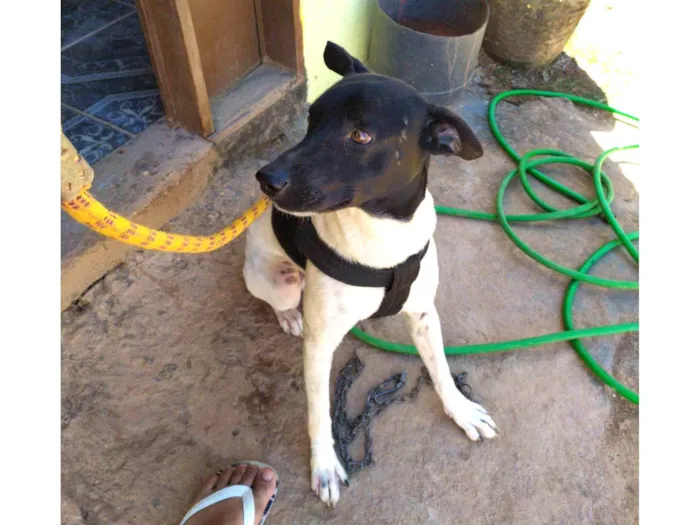 Cachorro ra a Fox Terrier idade 2 anos nome Oi, me chamo BOLT