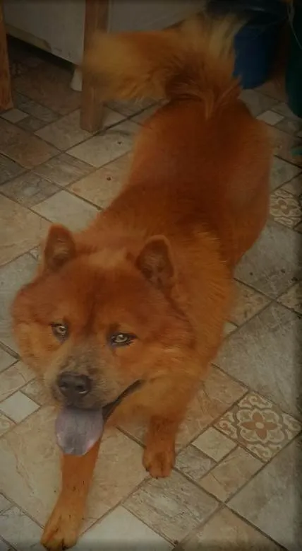 Cachorro ra a Chow Chow idade 3 anos nome Duque