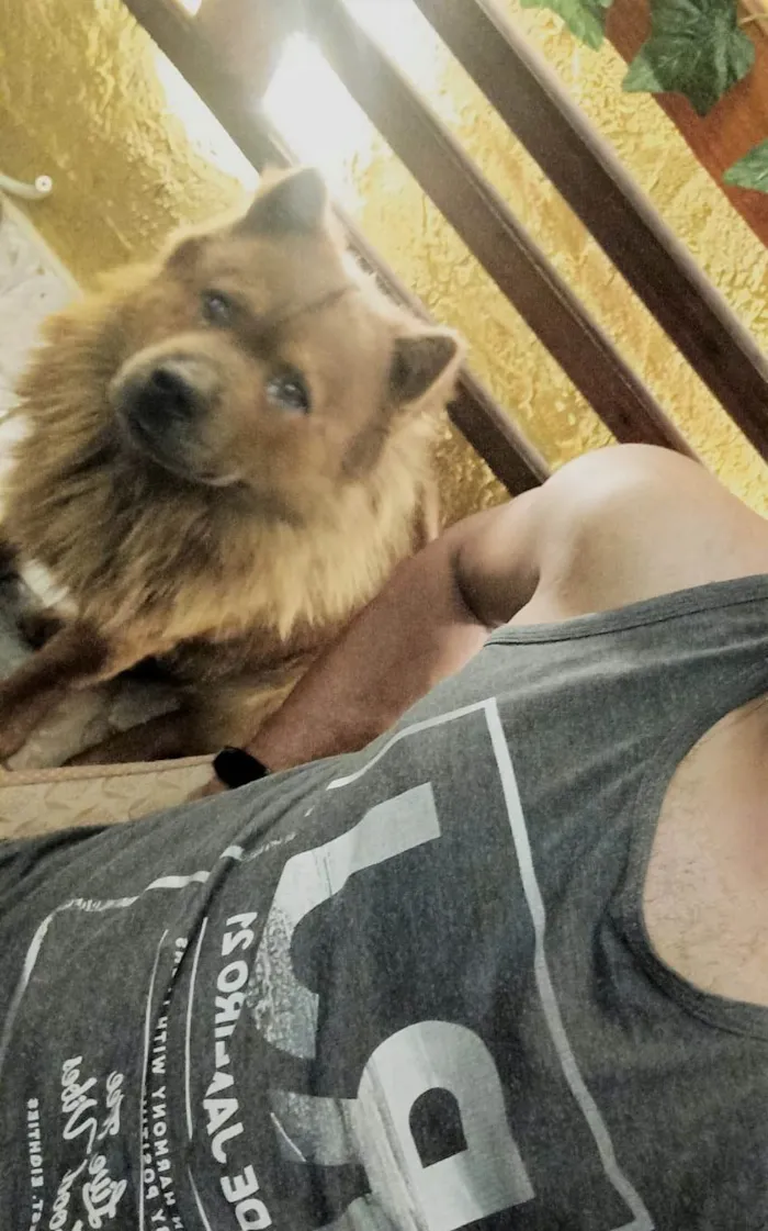 Cachorro ra a Chow Chow idade 3 anos nome Duque
