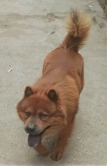 Cachorro ra a Chow Chow idade 3 anos nome Duque