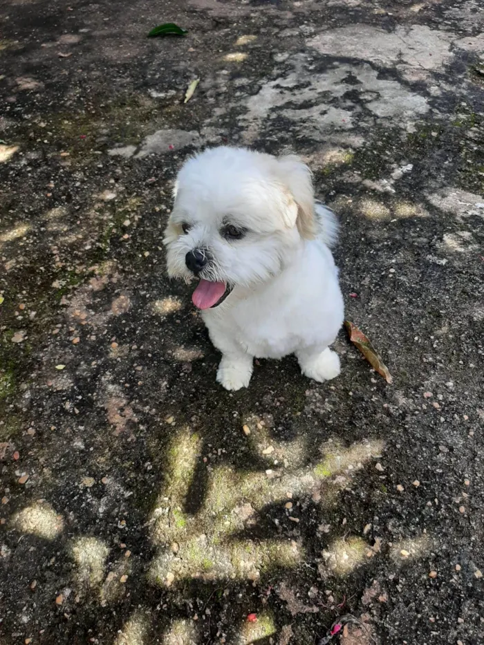 Cachorro raça Shitzu idade 4 anos nome Floquinho
