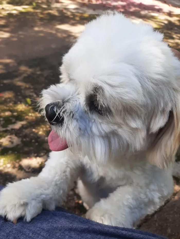 Cachorro raça Shitzu idade 4 anos nome Floquinho