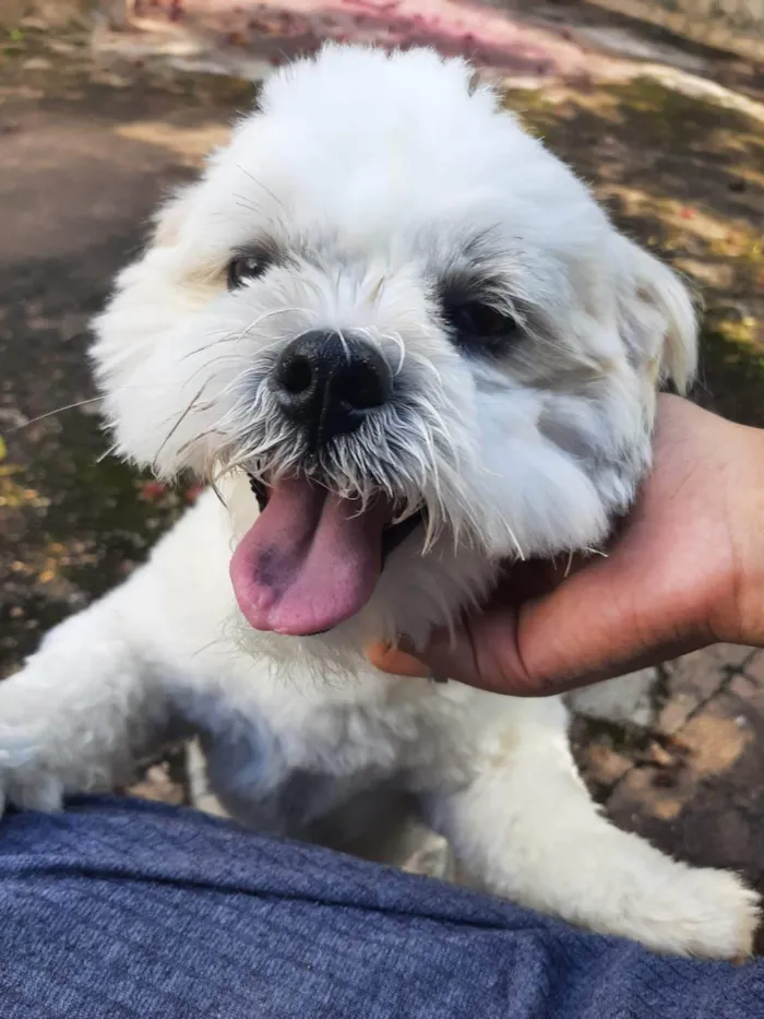 Cachorro raça Shitzu idade 4 anos nome Floquinho