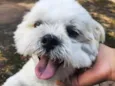 Floquinho