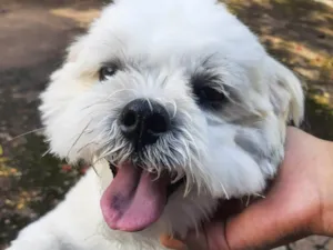 Cachorro raça Shitzu idade 4 anos nome Floquinho