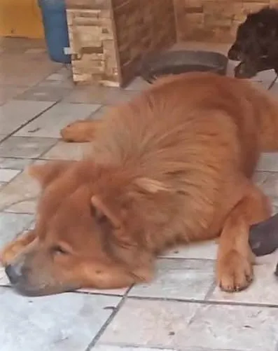Cachorro ra a Chow Chow idade 3 anos nome Duque