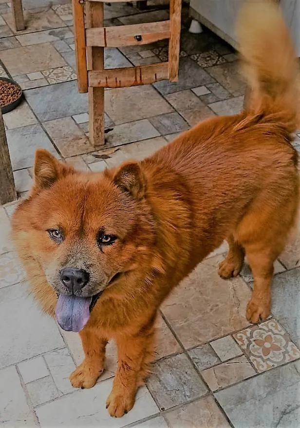 Cachorro ra a Chow Chow idade 3 anos nome Duque