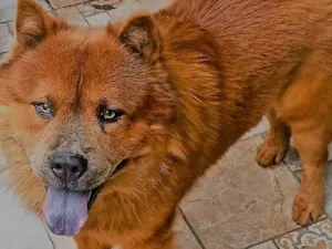 Cachorro raça Chow Chow idade 3 anos nome Duque