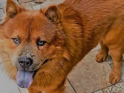 Cachorro ra a Chow Chow idade 3 anos nome Duque