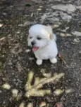 Floquinho