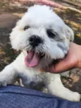 Floquinho