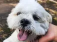 Floquinho