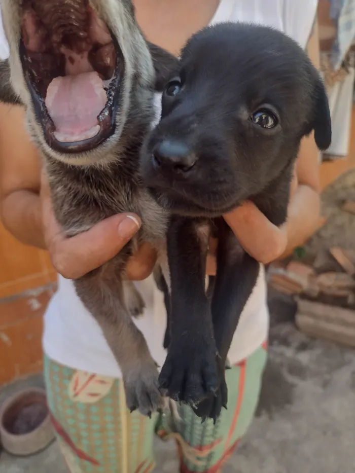 Cachorro ra a Misturado  idade Abaixo de 2 meses nome Jb