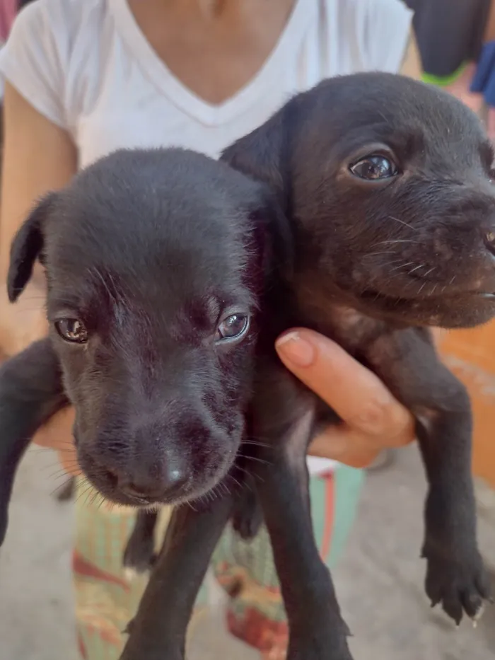 Cachorro ra a Misturado  idade Abaixo de 2 meses nome Jb